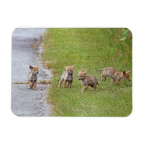 Baby Coyotes Running and Playing Flexible Magnet