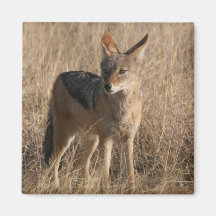 Baby Coyotes Square Magnet