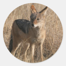 Baby Coyotes Stickers
