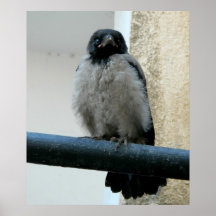 Baby crow print