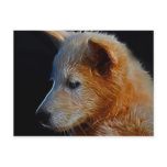 Baby  Cub Post Cards