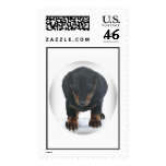 Baby Dachshund postage