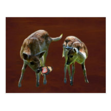 Baby Deer and butterfly Post Card