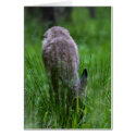 Baby Deer cards by cbensen Baby Deer cards