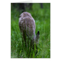 Baby Deer cards