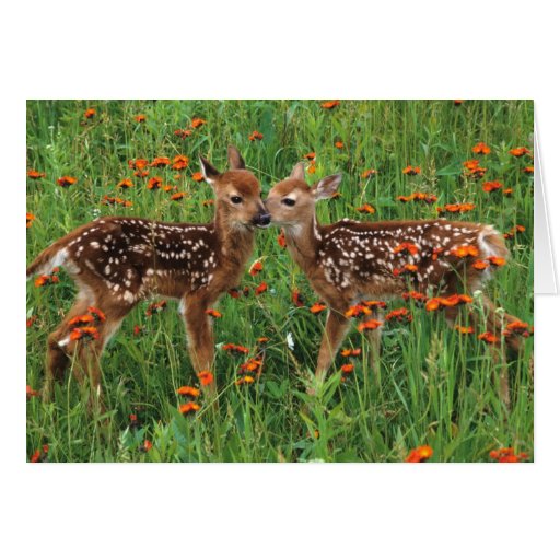 Baby Deer Cards | Zazzle