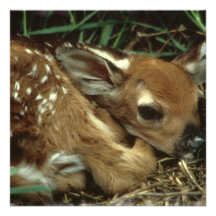 Baby Deer  Invitations