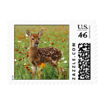 Baby Deer Postage Stamps