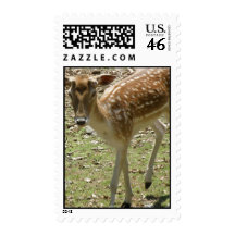 Baby Deer Postal Stamp
