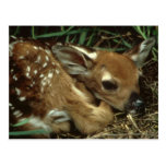 Baby Deer Postcard postcards