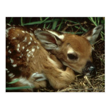 Baby Deer Postcard