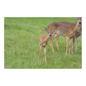 Baby Deer - posters by Acorns_tree Baby Deer - posters