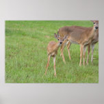 Baby Deer - posters