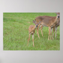 Baby Deer - posters