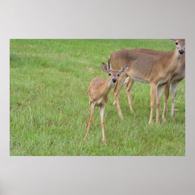 Baby Deer - Posters by Acorns_tree