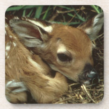 Baby Deer Set of Six Coasters