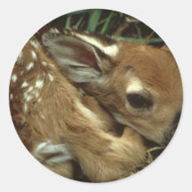 Baby Deer Sticker