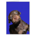 Baby Doberman cards