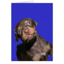 Baby Doberman cards