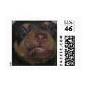 Baby Doberman postage