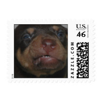 Baby Doberman postage