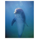 Baby dolphin, La Havana Aquarium, Cuba flyers