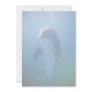 Baby dolphin, La Havana Aquarium, Cuba Invitations
