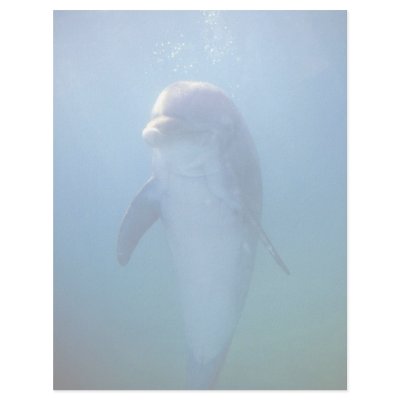 Baby dolphin, La Havana Aquarium, Cuba Personalized Letterhead by beautifulclicks