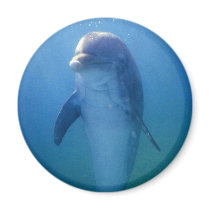 Baby dolphin, La Havana Aquarium, Cuba Fridge Magnets