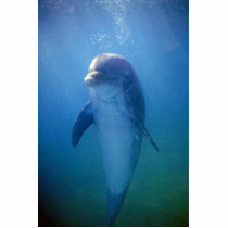 Baby dolphin, La Havana Aquarium, Cuba Acrylic Cut Outs