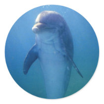 Baby dolphin, La Havana Aquarium, Cuba Round Sticker