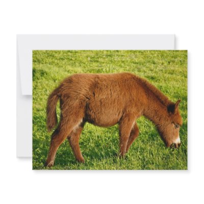Baby donkey announcements by gavila_pt
