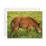 Baby donkey announcements