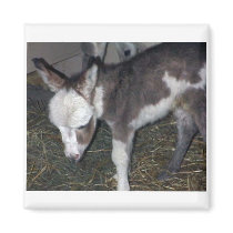 BABY DONKEY magnets by KABSANNIE BABY DONKEY magnets