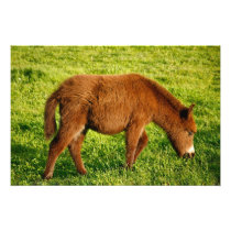 Baby donkey photo
