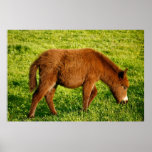 Baby donkey posters