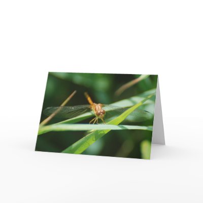 Baby+dragonfly