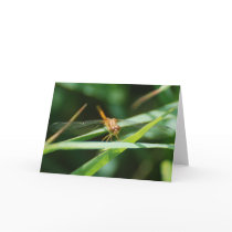 Baby Dragonfly cards by mlikvan Baby Dragonfly cards