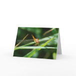 Baby Dragonfly cards