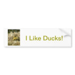 Baby Duck Bumper Sticker