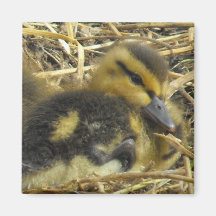 Baby Duck closeup Magnet