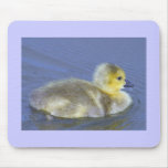 Baby Duck Mousemat