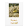 Baby Duck Post Cards