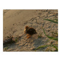baby duckling posters by dgator77 baby duckling posters