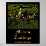Baby Ducks 2 Poster