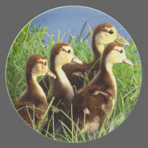 Baby Ducks plates