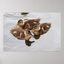 Baby Ducks Photo Poster