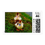 Baby Ducks Postage Stamps