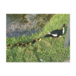 baby ducks :) postcard