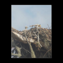 Baby Eagle 2010 #2 postcards